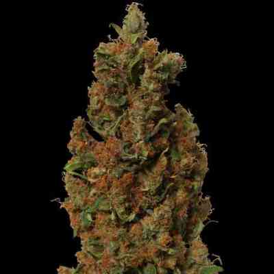 Red Diesel > Barney`s Farm | Feminisierte Hanfsamen  |  Hybrid